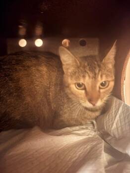 Southerland 8 -  Domestic Short Hair Cat for Adoption in Morgantown, Kentucky - Southerland 8 | PetCurious