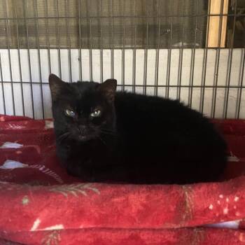 Blackjack -  Domestic Short Hair Cat for Adoption in Titusville, Florida - Blackjack | PetCurious