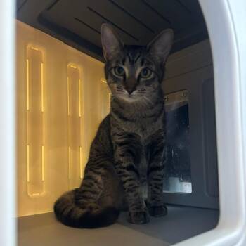 Domino -  Domestic Short Hair Cat for Adoption in Stokesdale, North Carolina - Domino | PetCurious