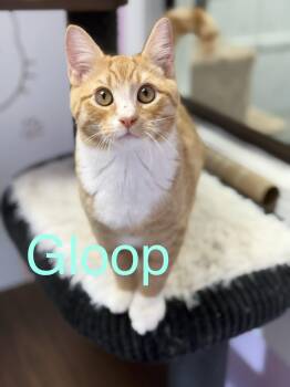 Gloop -  Domestic Short Hair Cat for Adoption in Covington, Louisiana - Gloop | PetCurious