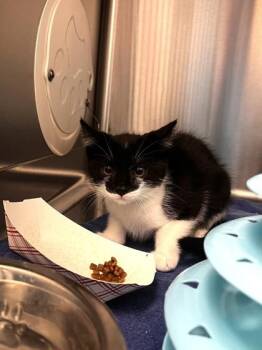Kohga -  Domestic Short Hair Cat for Adoption in Roseville, California - Kohga | PetCurious