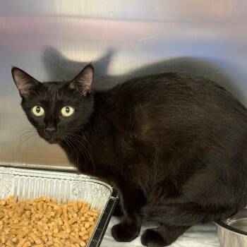 Artie -  Domestic Short Hair Cat for Adoption in Greensboro, North Carolina - Artie | PetCurious