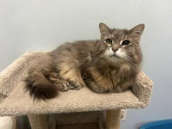 Sweetie Pie -  Domestic Long Hair and Maine Coon Cat for Adoption in Chicago, Illinois - Sweetie Pie | PetCurious