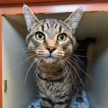 Emmett -  Domestic Short Hair Cat for Adoption in South Elgin, Illinois - Emmett | PetCurious
