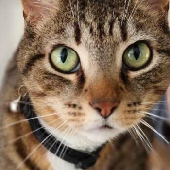 Rescue Domestic Short Hair Cats for Adoption in Santa Rosa Beach, Florida - Fiona | PetCurious