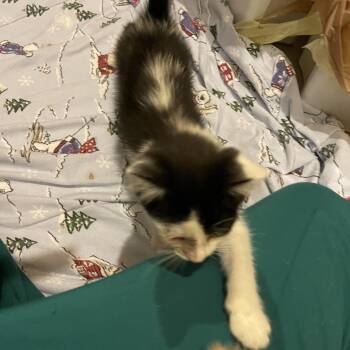 Frank -  Domestic Short Hair Cat for Adoption in Springboro, Ohio - Frank | PetCurious