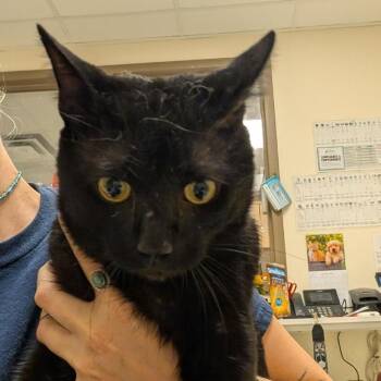 Dot Cake -  Domestic Short Hair Cat for Adoption in Baltimore, Maryland - Dot Cake | PetCurious