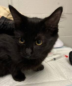 Sticky Note -  Domestic Short Hair Cat for Adoption in Cincinnati, Ohio - Sticky Note | PetCurious