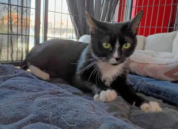 Rescue Domestic Short Hair Cats for Adoption in Morgantown, West Virginia - Mama Moo | PetCurious