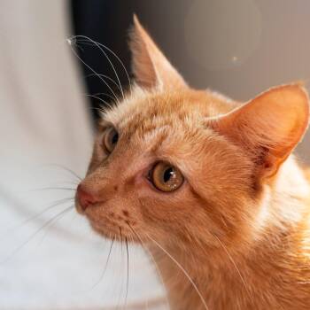 Reba -  Domestic Short Hair Cat Available for Adoption in Fulton, Missouri - Reba | PetCurious