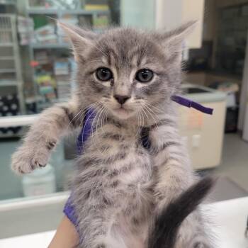 Windy -  Domestic Short Hair Cat for Adoption in Westminster, California - Windy | PetCurious