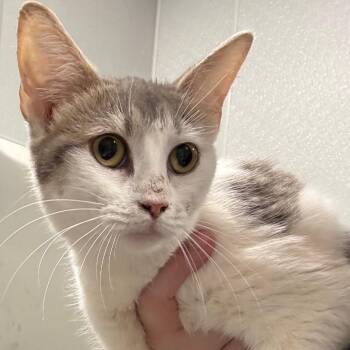 Goddess -  Domestic Short Hair Cat for Adoption in Horn Lake, Mississippi - Goddess | PetCurious