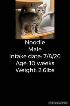 Noodle -  Domestic Short Hair Cat for Adoption in Staffordsville, Kentucky - Noodle | PetCurious