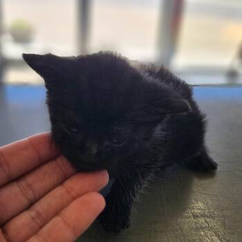 Dionysus -  Domestic Short Hair Cat for Adoption in Montgomery, Alabama - Dionysus | PetCurious