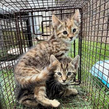 Domestic Short Hair Cats Available for Adoption in Clifton, New Jersey - Kittens Ready Mid May  | PetCurious