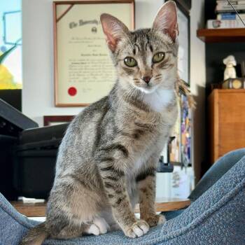 Domestic Short Hair Cats Available for Adoption - Laila | PetCurious