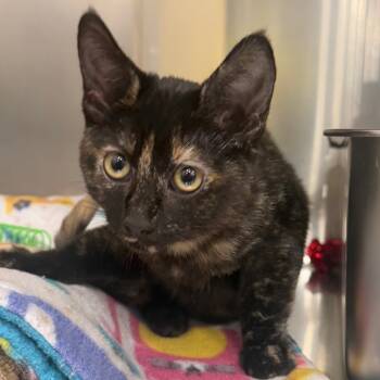 Rescue Domestic Short Hair Cats for Adoption in Lakewood, California - Priscilla | PetCurious