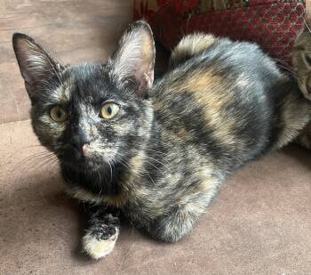 Rescue Domestic Short Hair Cats for Adoption in Duxbury, Massachusetts - Pinto | PetCurious