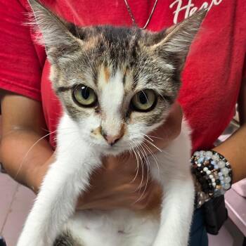 Molly -  Domestic Short Hair Cat for Adoption in Leander, Texas - Molly | PetCurious