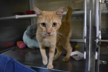 Buffy -  Domestic Short Hair Cat for Adoption in Kansas City, Missouri - Buffy | PetCurious