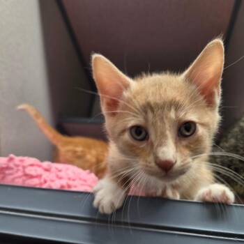 Domestic Medium Hair Cats Available for Adoption in North Battleford, Saskatchewan - Ratchet | PetCurious