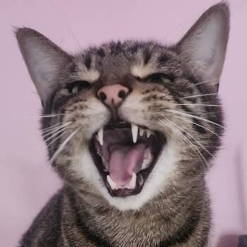 Domestic Short Hair Cats Available for Adoption in Philadelphia, Pennsylvania - Spidey | PetCurious