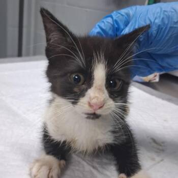 Tempest -  Domestic Short Hair Cat Available for Adoption in Summerville, South Carolina - Tempest | PetCurious
