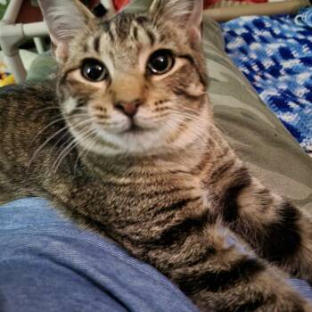 Rescue Domestic Short Hair Cats for Adoption in Emporia, Kansas - Otto | PetCurious