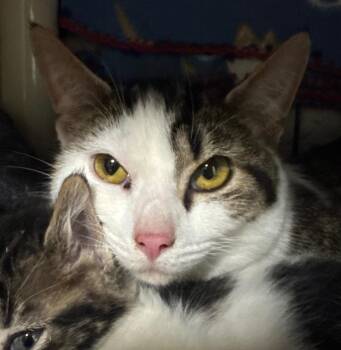 Domestic Short Hair Cats Available for Adoption in Olean, New York - Princess Bubblegum | PetCurious