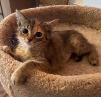 Penny -  Domestic Short Hair Cat for Adoption in Cumming, Georgia - Penny | PetCurious