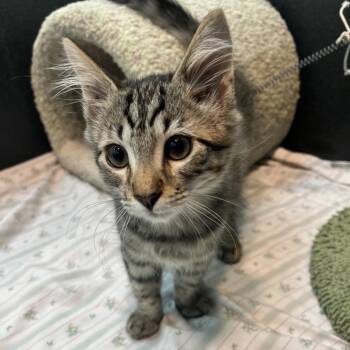 Jerry -  Domestic Short Hair Cat for Adoption in Long Beach, California - Jerry | PetCurious