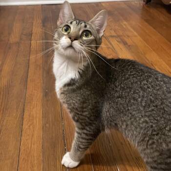 Domestic Short Hair Cats Available for Adoption in Richmond, Virginia - Mama Kitty | PetCurious
