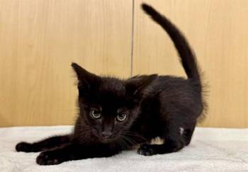 JENNY -  Domestic Short Hair Cat for Adoption in Brentwood, Missouri - JENNY | PetCurious