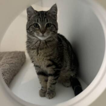 Rescue American Shorthair Cats for Adoption in Fort Kent, Maine - Sprinkles | PetCurious