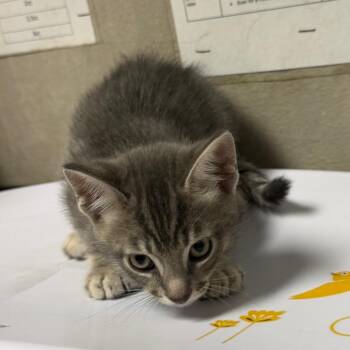 Papaya -  Domestic Short Hair Cat for Adoption in Yuma, Arizona - Papaya | PetCurious