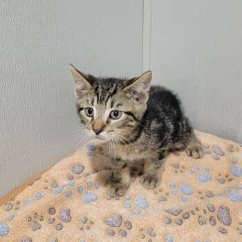Riley -  Domestic Short Hair Cat for Adoption in Tampa, Florida - Riley | PetCurious