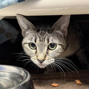 Domestic Short Hair Cats Available for Adoption in Las Vegas, Nevada - EMERALD | PetCurious