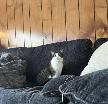 Domestic Short Hair Cats Available for Adoption in Antioch, Illinois - Zeppe | PetCurious