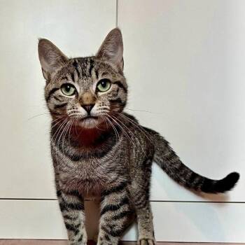 Kyle -  Domestic Short Hair Cat for Adoption - Kyle | PetCurious