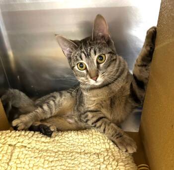 Rescue Domestic Short Hair Cats for Adoption - Josie | PetCurious