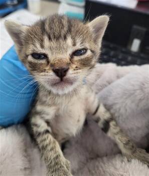 CATALINA -  Domestic Medium Hair Cat for Adoption in Dallas, Texas - CATALINA | PetCurious