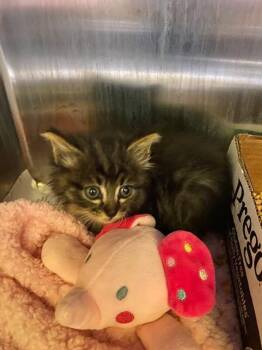 Scout -  Domestic Medium Hair Cat for Adoption in Jackson, Tennessee - Scout | PetCurious