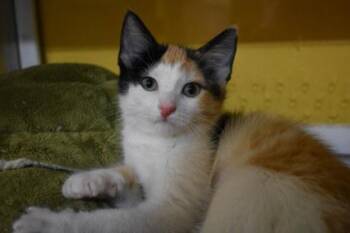 Bernadette -  Domestic Short Hair Cat for Adoption in Kansas City, Missouri - Bernadette | PetCurious