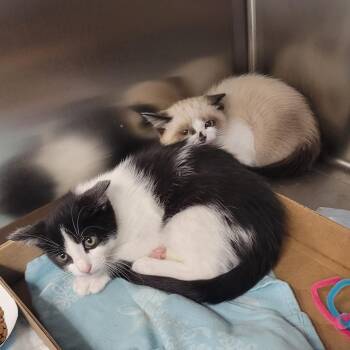 Wu -  Domestic Short Hair Cat for Adoption in Westminster, California - Wu | PetCurious