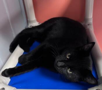 Rescue Domestic Short Hair Cats for Adoption in Waynesville, Missouri - Dipper | PetCurious
