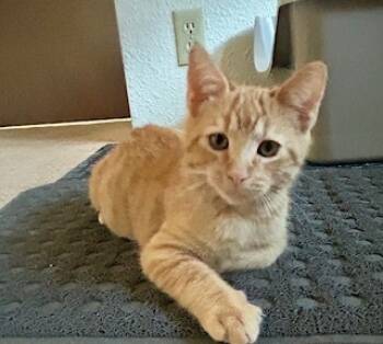 Rescue Domestic Short Hair Cats for Adoption in Folsom, California - Rusty | PetCurious