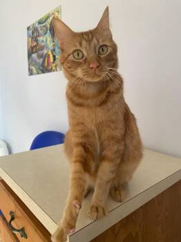 Tabby and American Shorthair Cats Available for Adoption - Simba | PetCurious