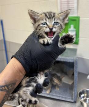 Richie -  Domestic Short Hair Cat for Adoption in Nashville, Tennessee - Richie | PetCurious