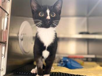 CAPTAIN HOOK -  Domestic Short Hair Cat for Adoption in Fort Wayne, Indiana - CAPTAIN HOOK | PetCurious