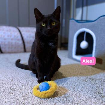 Rescue Bombay Cats for Adoption in Nashville, Tennessee - Alexi | PetCurious